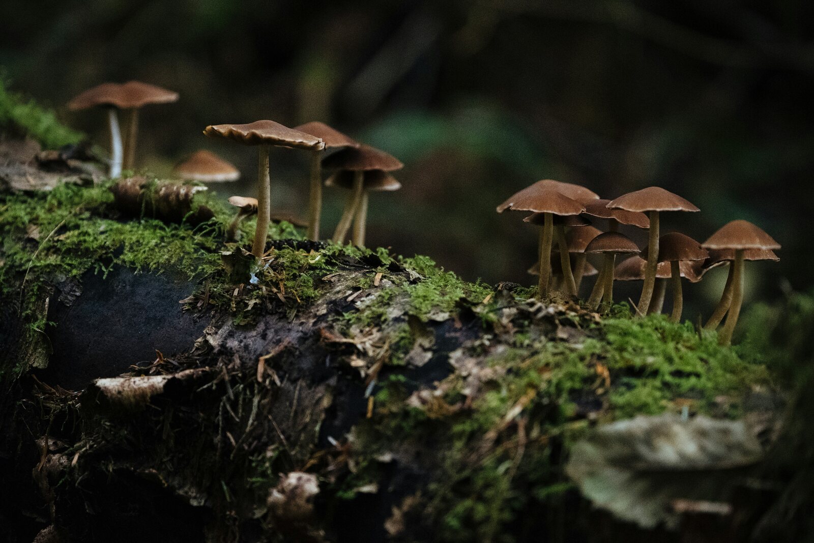 Hongos silvestres sobre musgo en el bosque