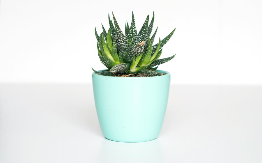 Botánica y Plantas